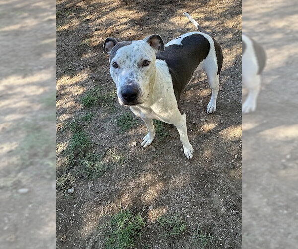 Medium Photo #5 Bull-Boxer Puppy For Sale in Chandler, AZ, USA