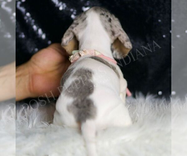 Medium Photo #18 Dachshund Puppy For Sale in WARSAW, IN, USA