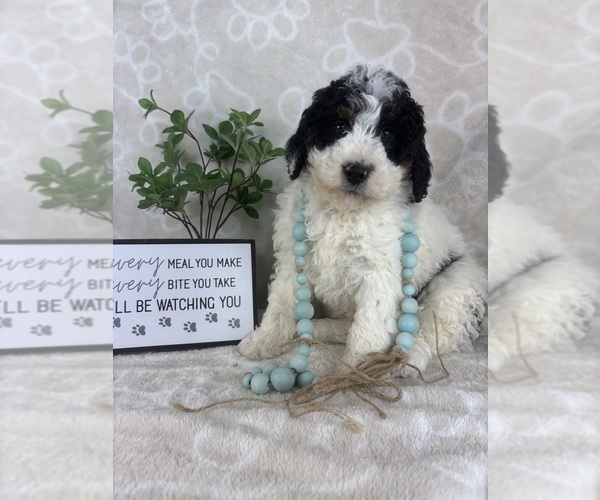 Medium Photo #6 Bernedoodle (Miniature) Puppy For Sale in INDIANAPOLIS, IN, USA