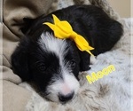 Puppy 5 Border Collie-Poodle (Miniature) Mix