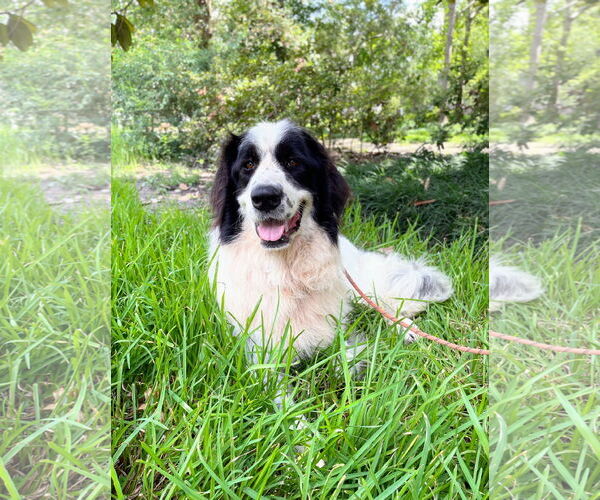Medium Photo #9 Great Pyrenees-Unknown Mix Puppy For Sale in Spring, TX, USA