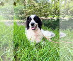 Small #8 Great Pyrenees Mix