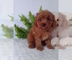 Small #11 Cavalier King Charles Spaniel-Poodle (Toy) Mix