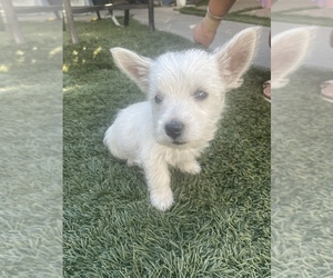 West Highland White Terrier Puppy for sale in LONG BEACH, CA, USA
