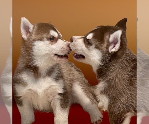 Medium Photo #6 Siberian Husky Puppy For Sale in FRESNO, CA, USA