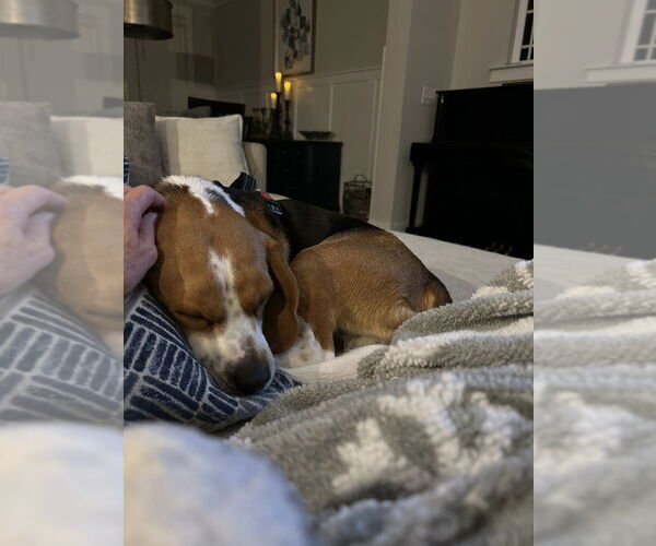 Medium Photo #4 Beagle Puppy For Sale in Mooresville, NC, USA