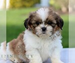 Small Shih Tzu