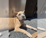 Small #11 Cane Corso
