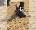 Small Photo #3 French Bulldog Puppy For Sale in EDMOND, OK, USA