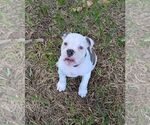 Small #10 Olde English Bulldogge