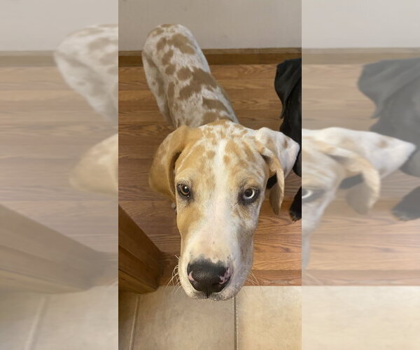 Medium Photo #4 Great Dane-Unknown Mix Puppy For Sale in Aurora, IN, USA