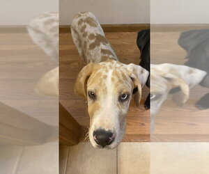 Dane Dawgs : Quinn - Male Great Dane-Unknown Mix Dog for Adoption - Photo #4