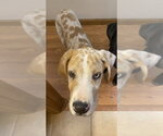 Small #3 Great Dane Mix