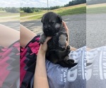 Small Photo #11 German Shepherd Dog Puppy For Sale in BLMGTN, IN, USA