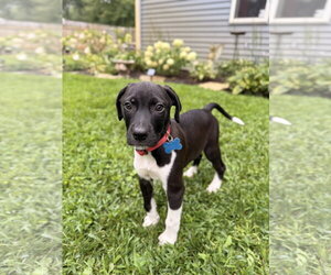 Mutt Dogs for adoption in Plainfield, IL, USA