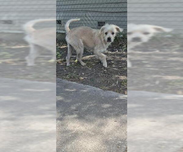 Medium Photo #1 Mutt Puppy For Sale in San Antonio, TX, USA