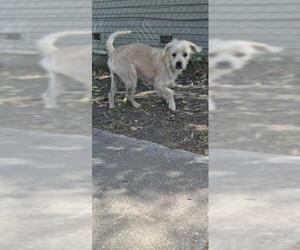 Mutt Dogs for adoption in San Antonio, TX, USA