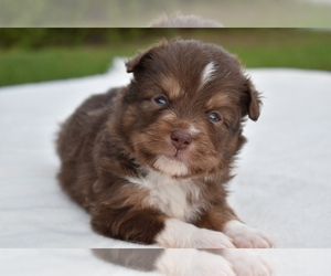 Miniature Australian Shepherd Puppy for sale in PALM COAST, FL, USA