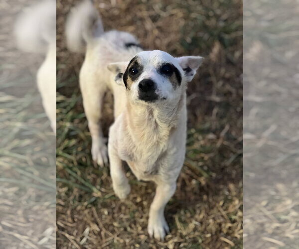 Medium Photo #4 Chihuahua Puppy For Sale in Pacolet, SC, USA
