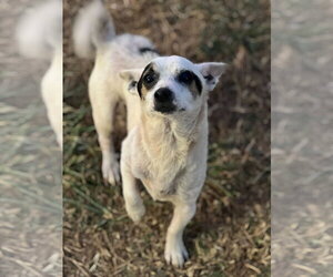 Maui Lamore Aug 22 - Male Chihuahua Dog for Adoption - Photo #4