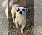 Small #3 Chihuahua
