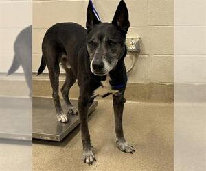 German Shepherd Dog-Unknown Mix Dogs for adoption in Grand Prairie, TX, USA