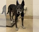 Small German Shepherd Dog Mix