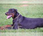 Small Photo #7 Doberman Pinscher Puppy For Sale in MONROE, NC, USA