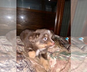 Australian Shepherd Puppy for sale in ZANESVILLE, OH, USA