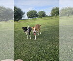 Small #1 Beagle-Staffordshire Bull Terrier Mix