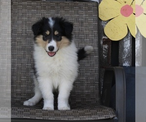 Collie Puppy for sale in FREDERICKSBURG, OH, USA