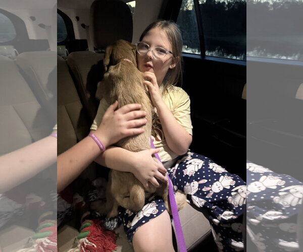 Medium Photo #3 Basset Hound-Unknown Mix Puppy For Sale in Holly Springs, NC, USA