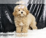 Puppy Amber Maltipoo