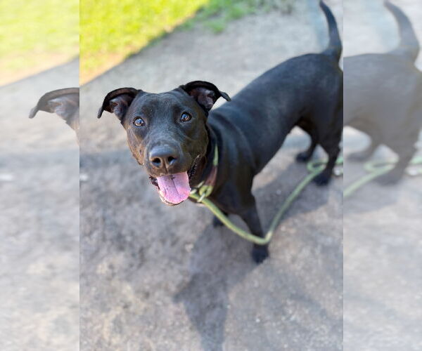 Medium Photo #1 Labrador Retriever-Unknown Mix Puppy For Sale in Virginia Beach, VA, USA