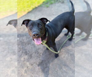 Labrador Retriever-Unknown Mix Dogs for adoption in Virginia Beach, VA, USA