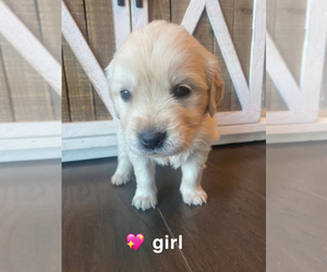 English Cream Golden Retriever Puppy for sale in ANAHEIM, CA, USA