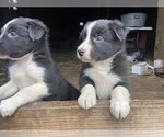 Small Photo #1 Border Collie Puppy For Sale in MYERSTOWN, PA, USA