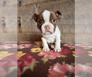 Boston Terrier Puppy for sale in VERMONTVILLE, MI, USA