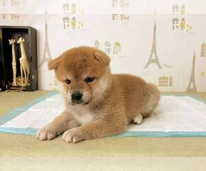 Shiba Inu Puppy for sale in NEW YORK, NY, USA