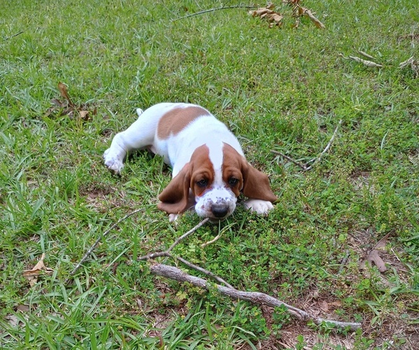 Medium Photo #1 Basset Hound Puppy For Sale in MOUNTAIN VIEW, AR, USA