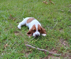 Basset Hound Puppy for sale in MOUNTAIN VIEW, AR, USA