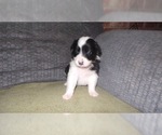 Small Photo #11 Border Collie Puppy For Sale in AIKEN, SC, USA