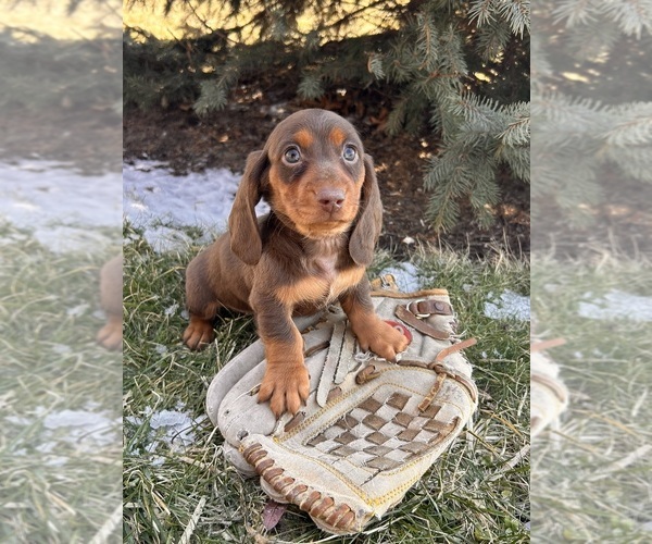 Medium Photo #2 Dachshund Puppy For Sale in MIDDLEBURY, IN, USA