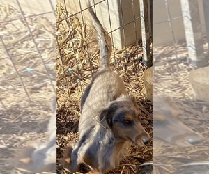 Dachshund Puppy for sale in COLORADO SPRINGS, CO, USA