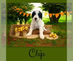 Image preview for Ad Listing. Nickname: Chip