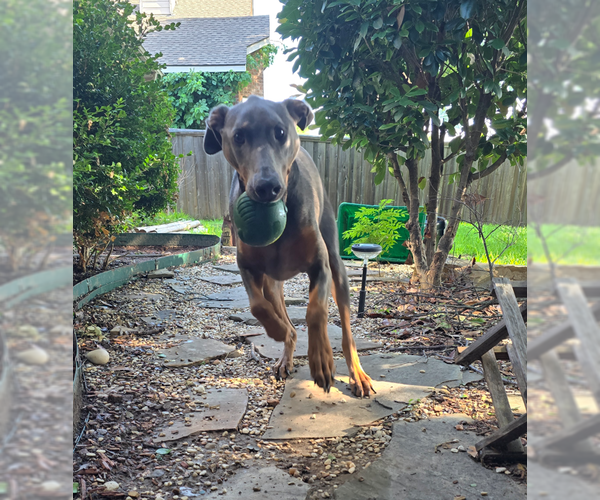Medium Photo #7 Doberman Pinscher Puppy For Sale in McKinney, TX, USA