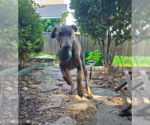 Small #6 Doberman Pinscher
