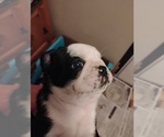 Image preview for Ad Listing. Nickname: Frug