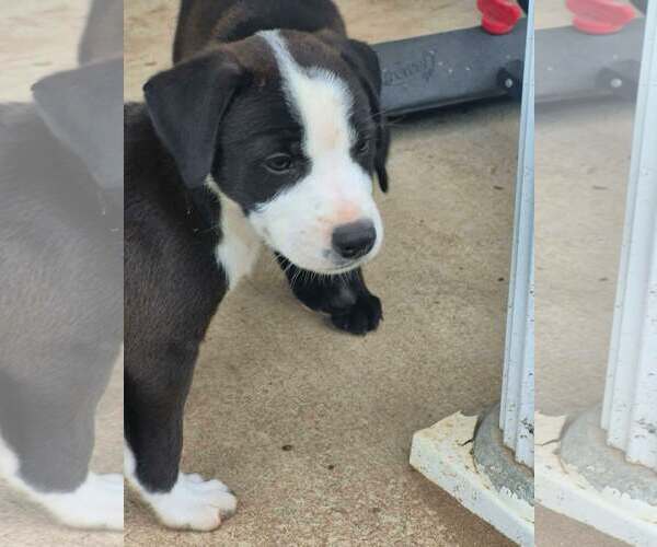Medium Photo #1 Border Collie-Unknown Mix Puppy For Sale in Sheboygan, WI, USA