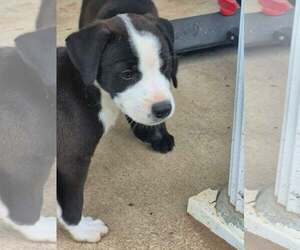 Border Collie-Unknown Mix Dogs for adoption in Sheboygan, WI, USA